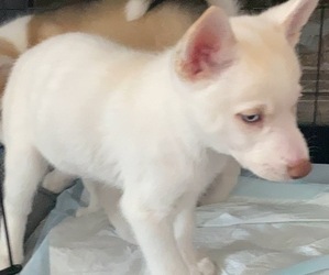 Siberian Husky Puppy for sale in FAIRFIELD, CA, USA