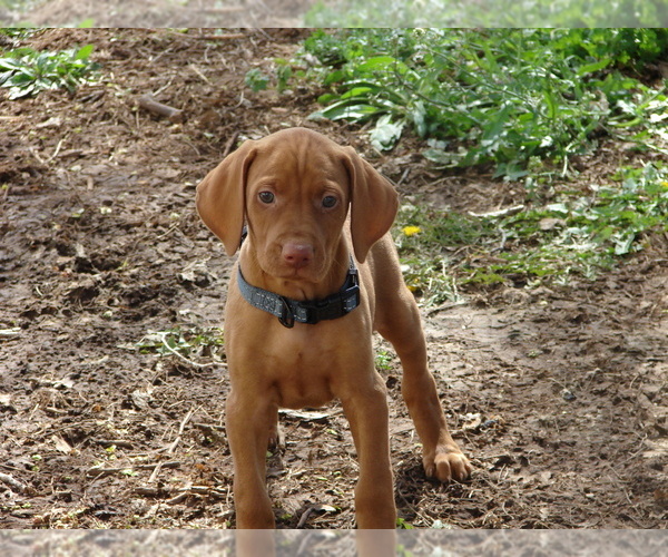 Medium Photo #2 Vizsla Puppy For Sale in AMORITA, OK, USA