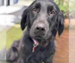 Small #1 Labrador Retriever Mix