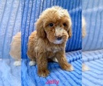 Small #1 Goldendoodle (Miniature)