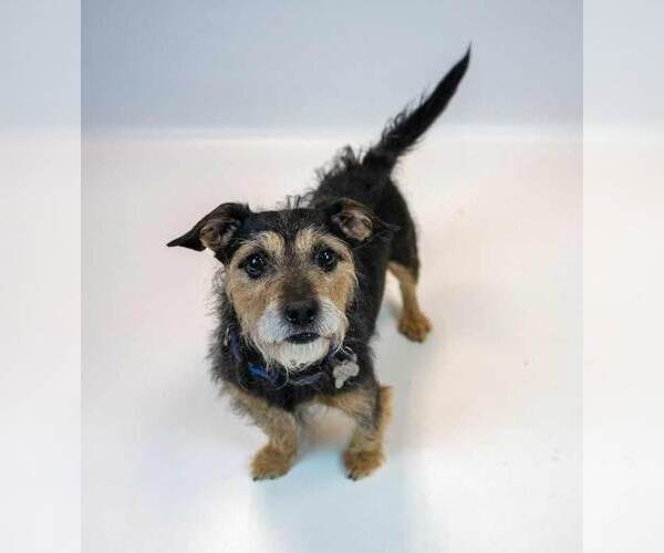 Medium Photo #5 Mutt Puppy For Sale in Kennesaw, GA, USA