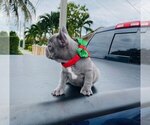 Small Photo #18 French Bulldog Puppy For Sale in MIAMI, FL, USA