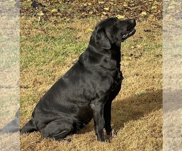Medium Photo #1 Labrador Retriever Puppy For Sale in BROWNS VALLEY, CA, USA