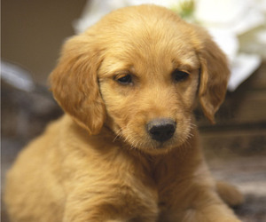 Golden Retriever Puppy for sale in FREDONIA, KY, USA