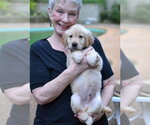 Small #3 Golden Retriever