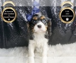 Small #7 Cavalier King Charles Spaniel