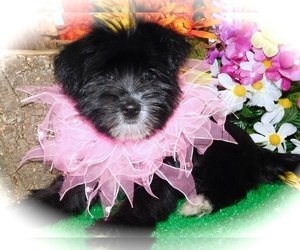 ShihPoo-Yorkshire Terrier Mix Puppy for sale in HAMMOND, IN, USA