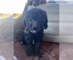 Poodle (Toy) Puppy for sale in FALCON, MO, USA