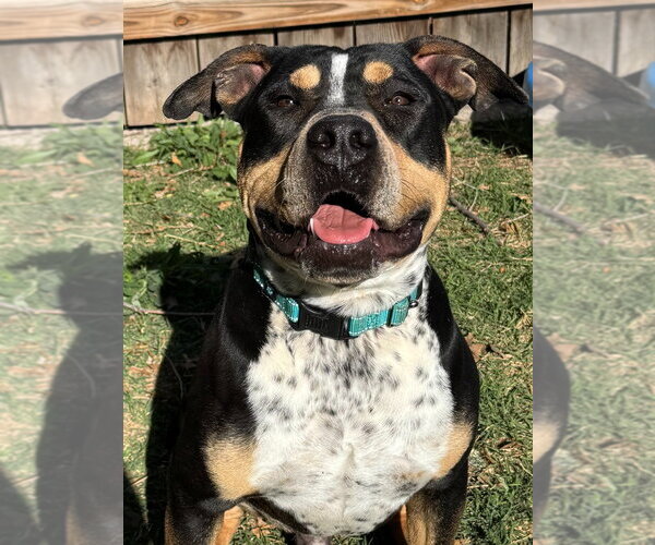 Medium Photo #9 Mutt Puppy For Sale in Great Bend, KS, USA