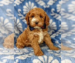 Cockapoo-Poodle (Miniature) Mix Puppy for sale in NOTTINGHAM, PA, USA