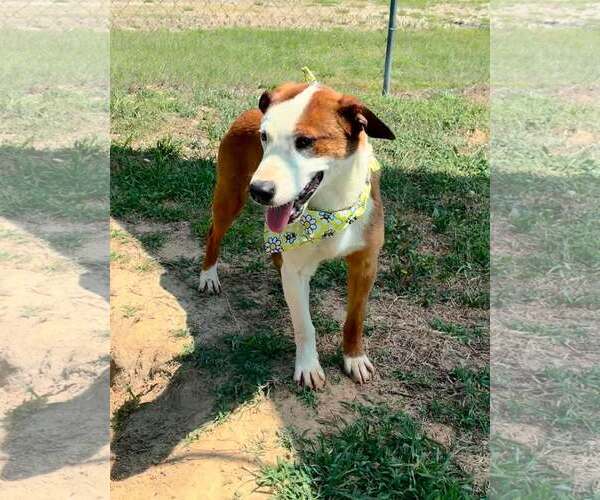 Medium Photo #2 Mutt Puppy For Sale in Shelburne, VT, USA