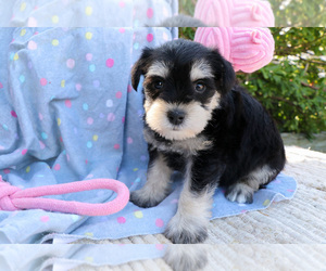 Schnauzer (Miniature) Puppy for sale in SYRACUSE, IN, USA