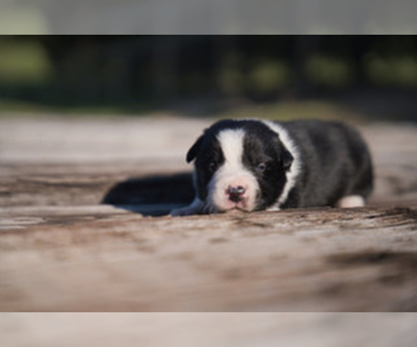 Medium Photo #4 Border Collie Puppy For Sale in FLORENCE, SC, USA
