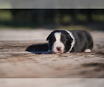 Puppy Plankton Border Collie