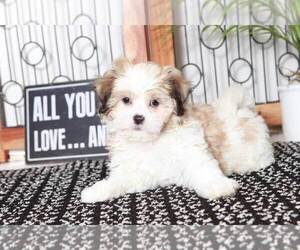 Zuchon Puppy for sale in NAPLES, FL, USA