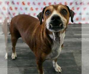 Cheagle Dogs for adoption in Minneapolis, MN, USA