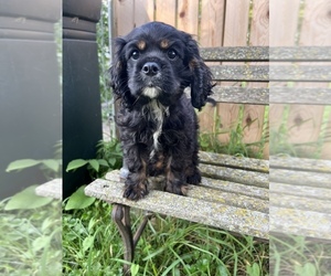 Cavalier King Charles Spaniel Puppy for sale in CENTURIA, WI, USA