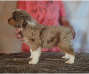 Miniature American Shepherd Puppy for sale in FRESNO, CA, USA
