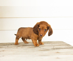 Small #2 Dachshund