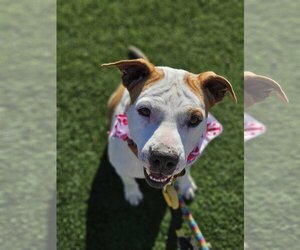 American Pit Bull Terrier-Unknown Mix Dogs for adoption in phoenix, AZ, USA