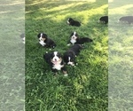 Small Photo #1 Bernese Mountain Dog Puppy For Sale in SHIPSHEWANA, IN, USA