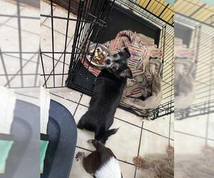 Chihuahua-Unknown Mix Dogs for adoption in San Antonio, TX, USA