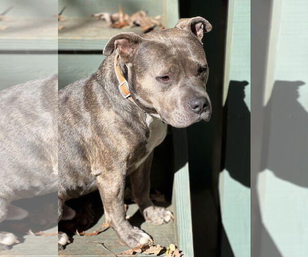 Medium Photo #2 American Pit Bull Terrier Puppy For Sale in Lakemont, GA, USA