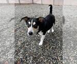 Small Pembroke Welsh Corgi Mix