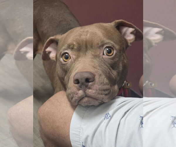 Medium Photo #1 American Staffordshire Terrier Puppy For Sale in Rosenberg, TX, USA