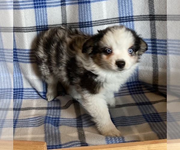 Medium Photo #6 Miniature Australian Shepherd Puppy For Sale in FORT MORGAN, CO, USA