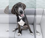 Small Photo #6 American Foxhound-Unknown Mix Puppy For Sale in Cary, NC, USA