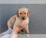 Puppy Purple Golden Retriever