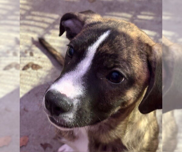 Medium Photo #1 Mutt Puppy For Sale in Tulsa, OK, USA