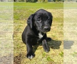 Puppy Sunshine Australian Cattle Dog-Labrador Retriever Mix