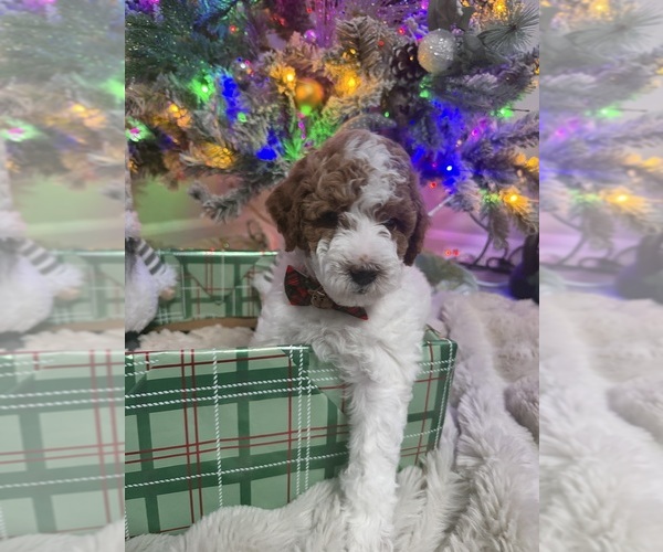 Medium Photo #7 Goldendoodle mix (+ Poodle Miniature) Puppy For Sale in BRONX, NY, USA