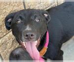 Small Labrador Retriever Mix
