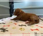 Small Photo #61 Goldendoodle Puppy For Sale in NORTH SCITUATE, RI, USA