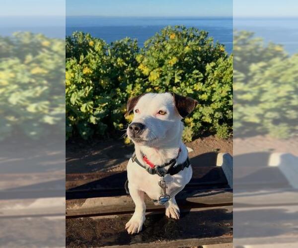 Medium Photo #2 Dachshund-Unknown Mix Puppy For Sale in Santa Maria, CA, USA