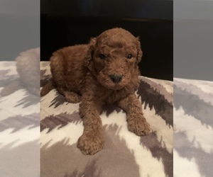 Poodle (Standard) Puppy for sale in UPTON, KY, USA