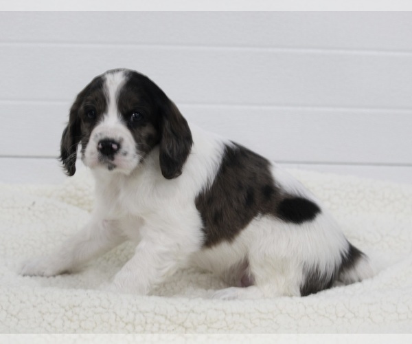 Medium Photo #3 Cavapoo Puppy For Sale in FREDERICKSBURG, OH, USA