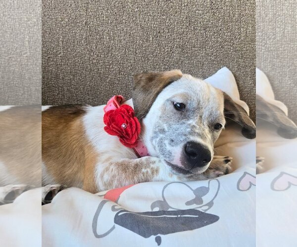 Medium Photo #2 Mutt Puppy For Sale in San Diego, CA, USA