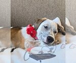 Small Photo #2 Mutt Puppy For Sale in San Diego, CA, USA