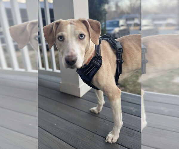 Medium Photo #3 Labrador Retriever-Unknown Mix Puppy For Sale in Greenbelt, MD, USA