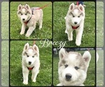 Small #4 Pomsky