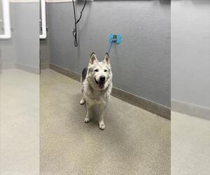 Siberian Husky-Unknown Mix Dogs for adoption in Las Vegas, NV, USA