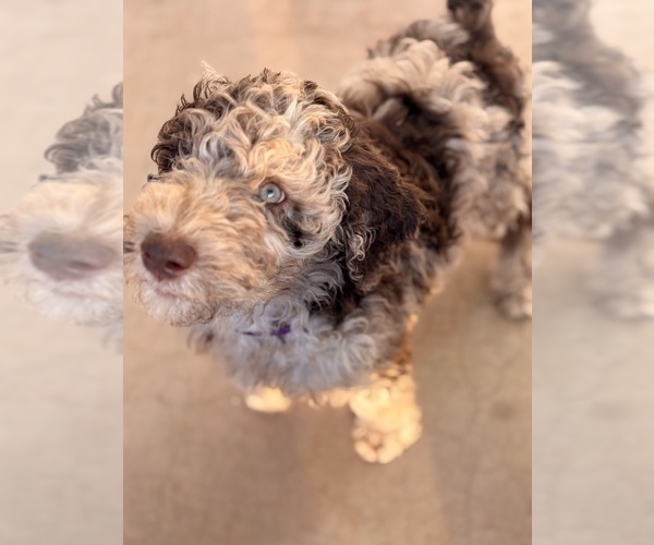 Medium Photo #22 Poodle (Standard) Puppy For Sale in APACHE JUNCTION, AZ, USA