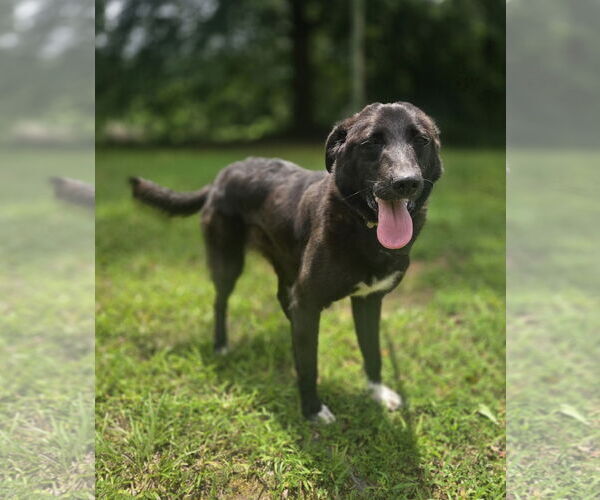 Medium Photo #4 Borador Puppy For Sale in Attalka, AL, USA