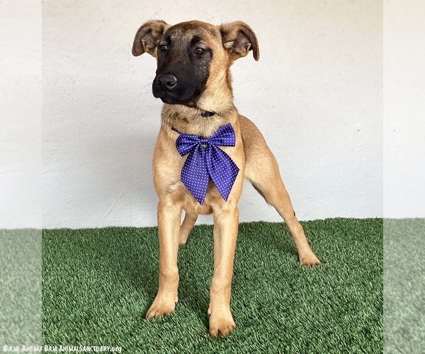 Medium Photo #7 German Shepherd Dog-Unknown Mix Puppy For Sale in San Diego, CA, USA