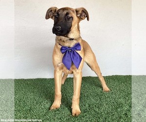 Clara - Female German Shepherd Dog-Unknown Mix Dog for Adoption - Photo #7