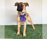 Small #6 German Shepherd Dog Mix
